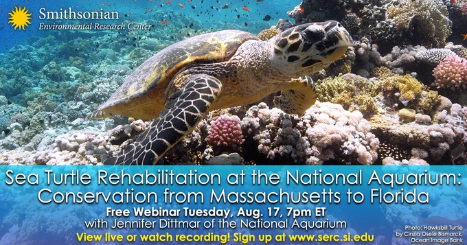Info card with sea turtle swimming over a coral reef. Text: Sea Turtle Rehabilitation at the National Aquarium: Conservation from Massachusetts to Florida. Free webinar Tuesday, Aug. 17 at 7pm ET with Jennifer Dittmar of the National Aquarium. View live or watch recording!