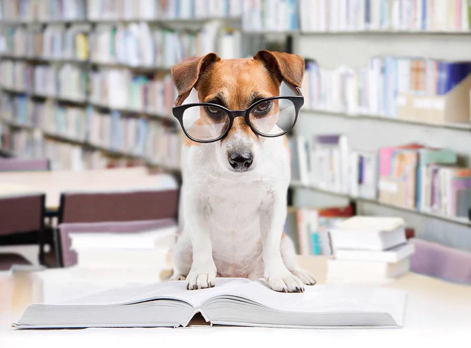 A photo of a dog wearing glasses sitting on a book in a library.