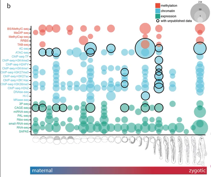 bubble chart of all available datasets per zebrafish stage