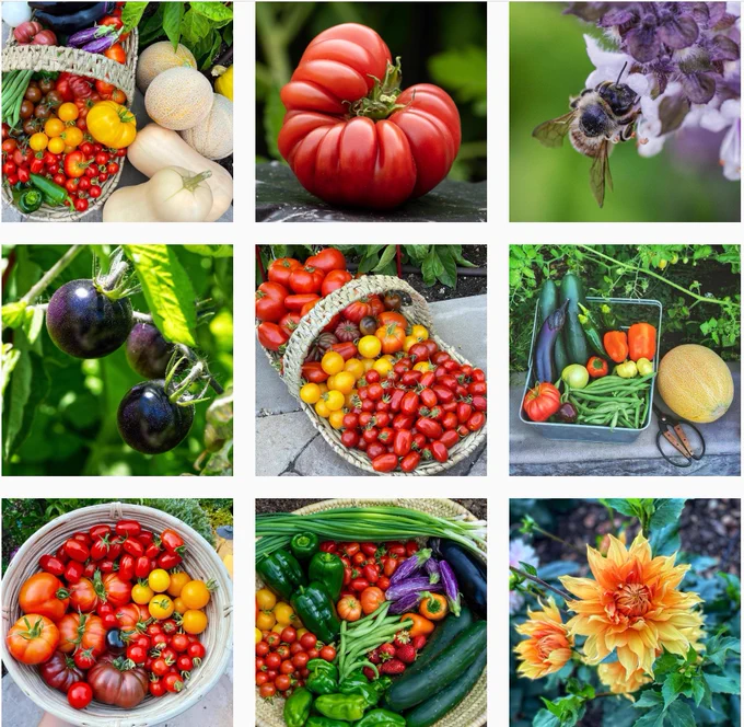 A screenshot of an Instagram stream containing photos related to gardening.