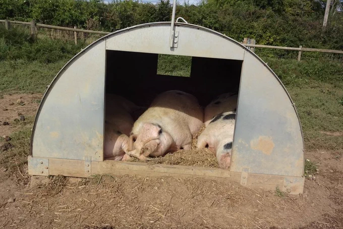 3 of the sows fast asleep in the ark in the middle of a sunny day zzzzzz