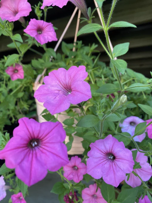 Close up photo of light purple and dark pink trailing petunias in a light pink hanging basket.