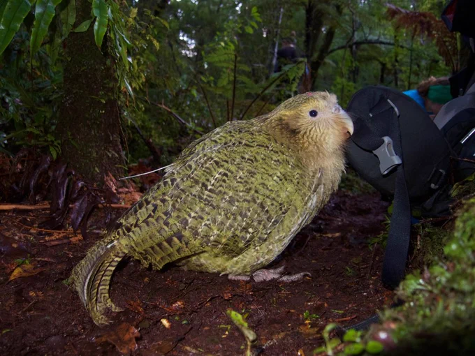 A kākāpō juvenile, wearing a transmitter