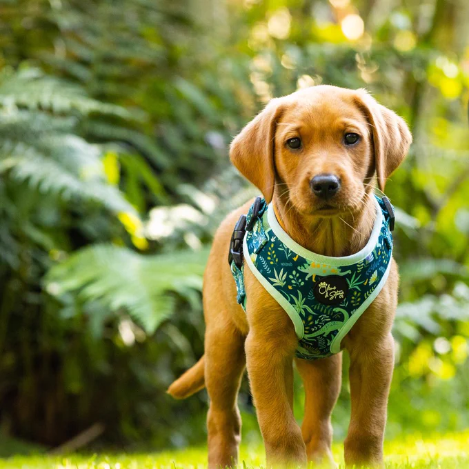 A photo of a Labrador dog fox red puppy in a green garden setting. Photographed so the garden is out of focus with the sharp focus concentrated on the dog.