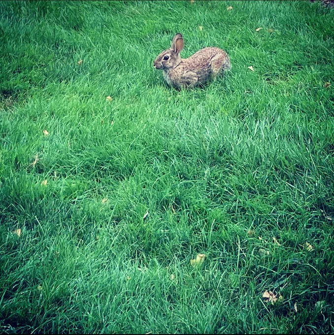 This somebunny came to enjoy our Colonial Revival Garden....no foxes in sight!