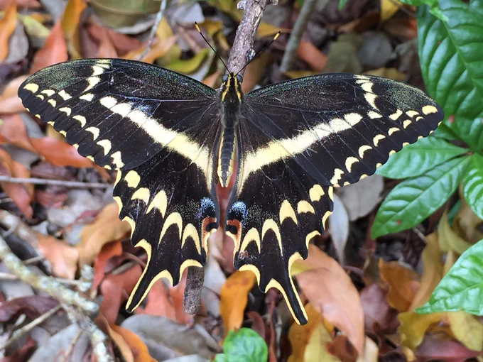 elaborate black butterfly with muted yellow markings