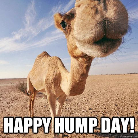 A close up photo of a camel's face with the words Happy Hump Day below.