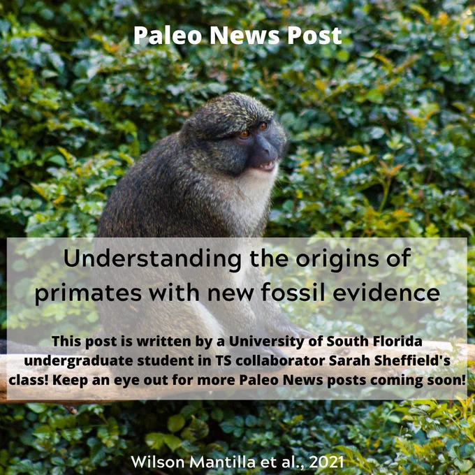 Background: A Sykes' monkey on a tree branch in a lush green forest. Text in a semi-transparent box reads, "Understanding the origins of primates with new fossil evidence. This post is written by a University of South Florida undergraduate student in TS collaborator Sarah Sheffield's class! Keep an eye out for more Paleo News posts coming soon!"