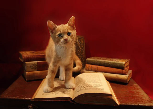 A photo of a kitten standing on top of an open book.