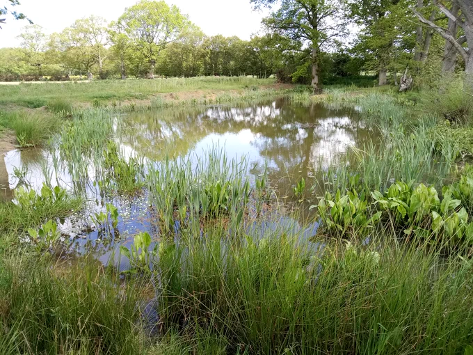 A former clay pit in Kent has been restored for great crested newts. Plants have colonized the shallows and we've already found newt larvae. The old pits used to dry out during summer and were in shade from surrounding trees. We will be creating ponds like this for this protected European species across north east Yorkshire with our partners. That's some good newts for a change.