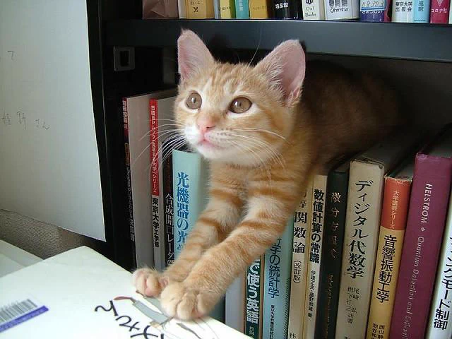 A photo of a cat laying on top of the book on a bookshelf.
