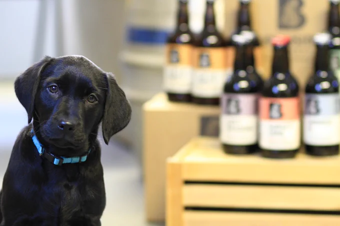 A small black Labrador puppy looking at the camera with a thoughtful expression, sat in front of a display of beer bottles.