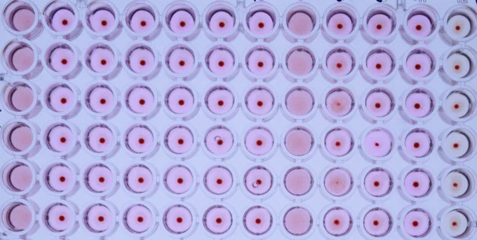 Top view of multiple rows of vials, some containing red dots at their center.
