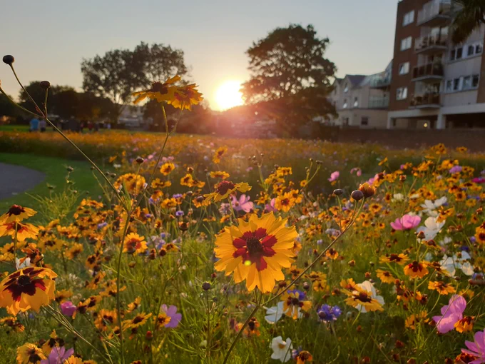 Colourful Wildflowers