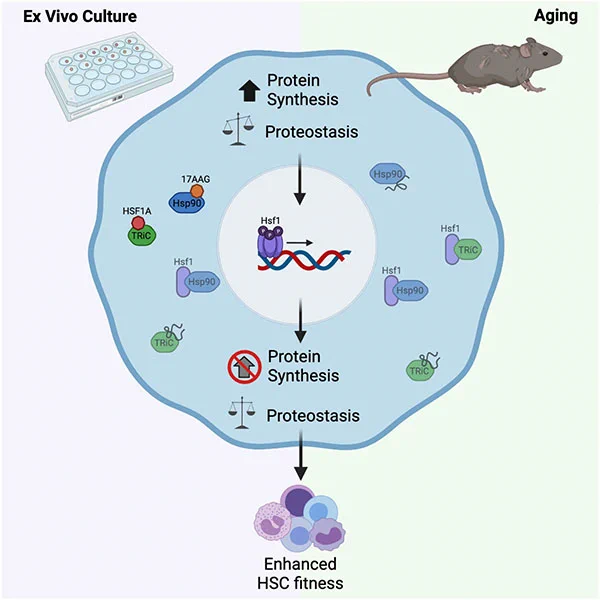 Illustration showing the HSF1-mediated heat shock pathway that promotes proteostasis in hematopoietic stem cells in culture and during aging. Photo credit: Cell Press