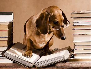 A photo of a dog wearing glasses standing on an open book.