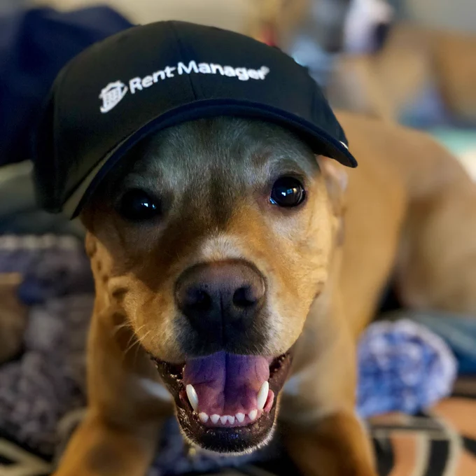 one of our employee's dogs wearing a Rent Manager baseball hat!