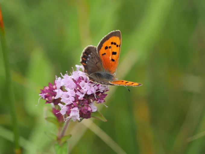 A small butterfly with bright copper top wings with black speckles on, and darker lower wings with some markings at the edge.