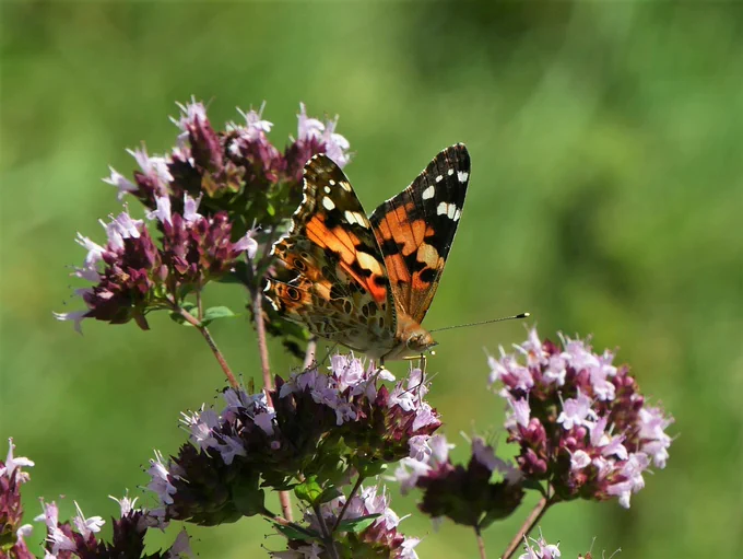 Colourful painted lady butterfly with black, white and orange patterned wings - a really lovely healthy individual.