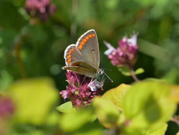 Is it a brown argus? Mostly brown wings with very clear orange markings at the edges of its wings.