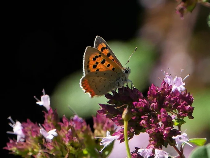 Small, but lovely copper butterfuly with orange and brown wings.