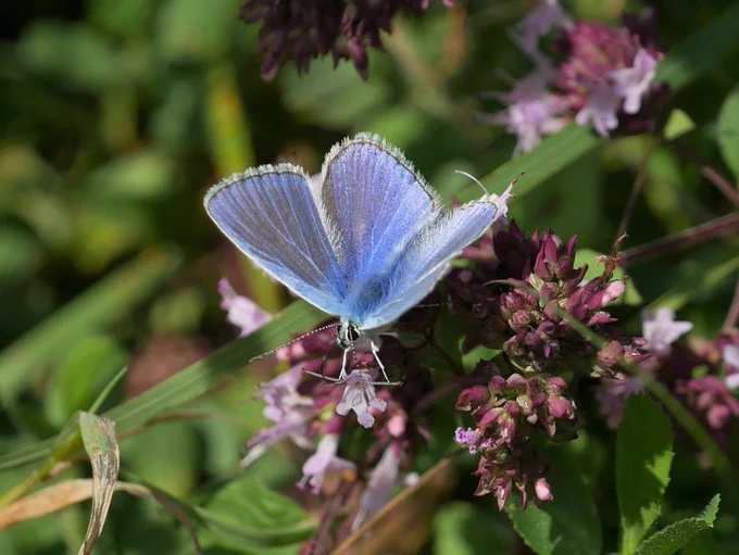 A beautiful blue butterfly enjoying the sunshine.