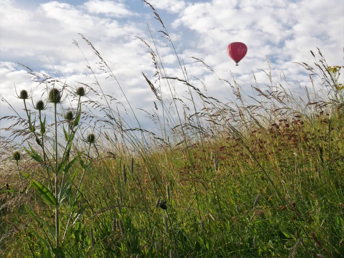 A red hot air balloon against a blue sky dappled with white clouds and meadow plants in the foreground.