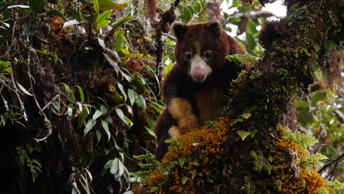 Tree kangaroo with brown fur sitting in the treetop looking cautiously at viewer. It's surrounded by leaves and other vegetation that's covering the branches. Its face is not unlike that of a bear.