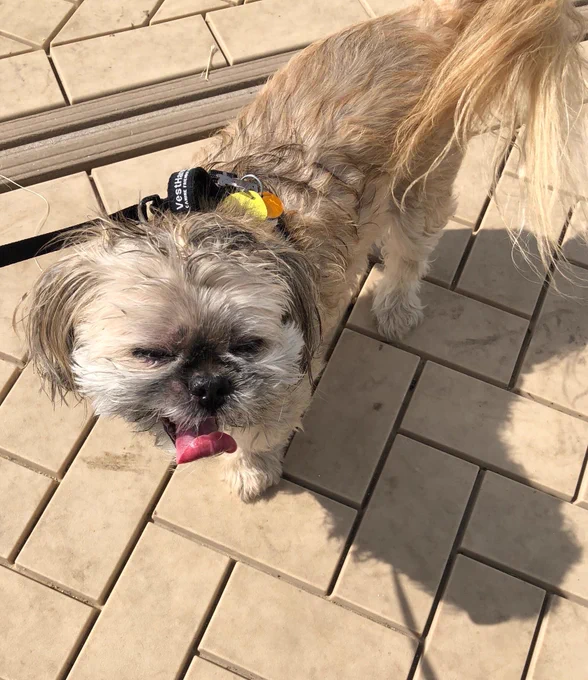 Small cream colored dog with its tongue out