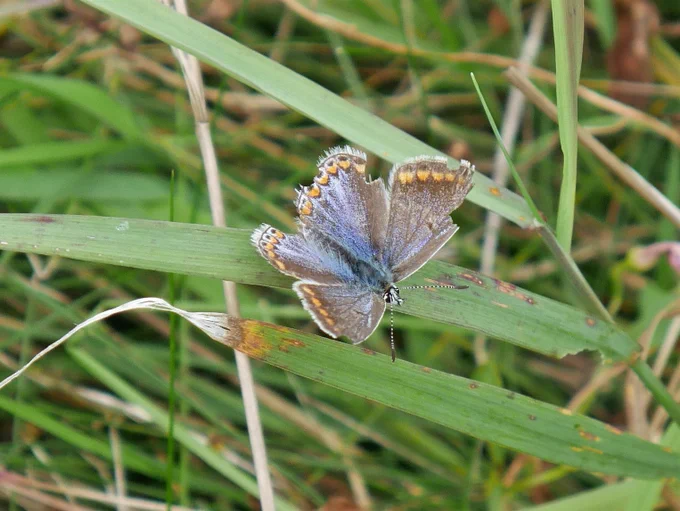 A butterfly with very tatty wings - blue body and some blue to the wings as well as mid-brown and with orange markings on the wing edges.