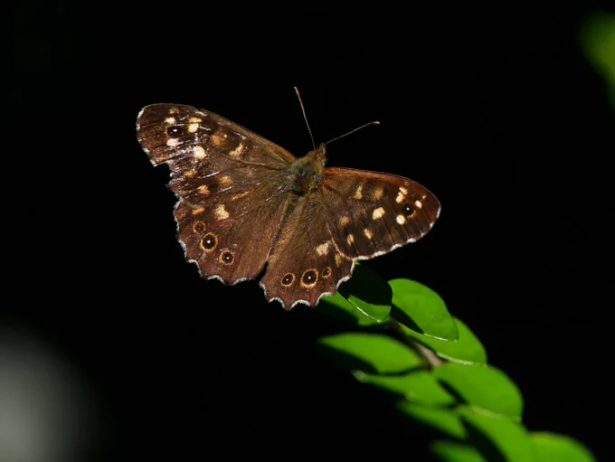 A brown butterfly with cream and brown speckles on its wings, perching in a patch of sunshine.