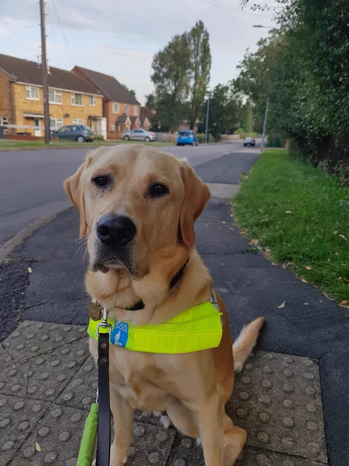 Headshot of dark golden lab retriever in guide dog harness with a street scene behind.