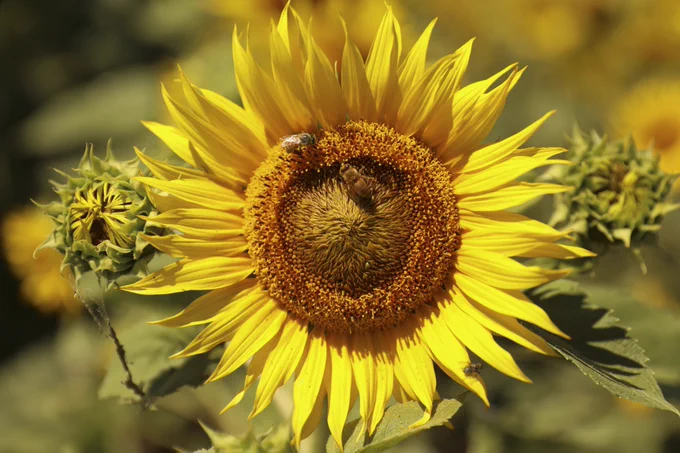 Bees pollinate a sunflower.