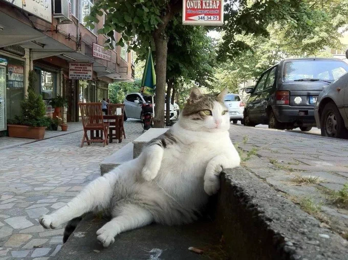 なんだか賢く悟った雰囲気のお猫様の写真。
道路の段差に片肘をかけ、ゆったりくつろいでいる猫（有名な写真）