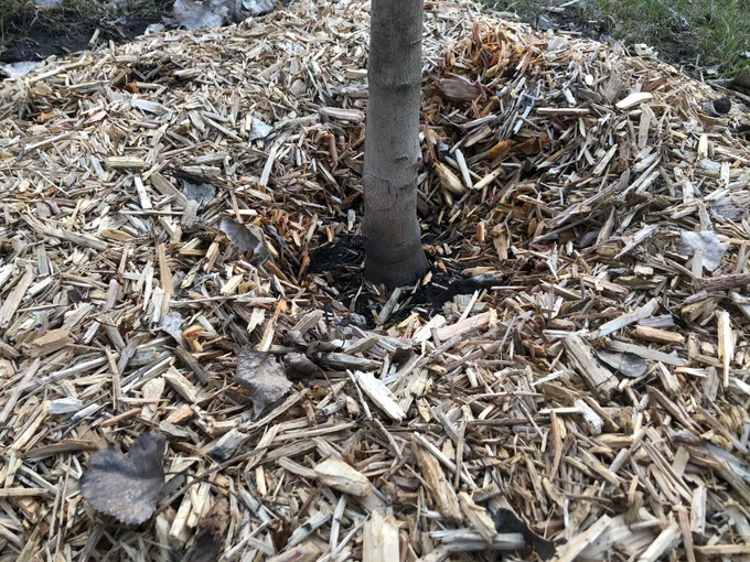 Base of a tree surrounded by wood mulch.