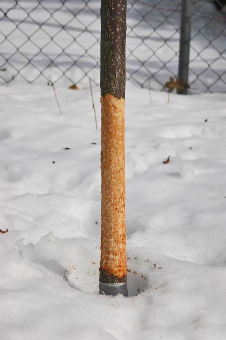 A young tree trunk in the snow, nibbled by rodents.