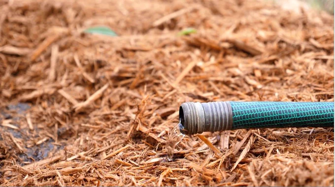 Water trickles from a green garden hose into mulch.