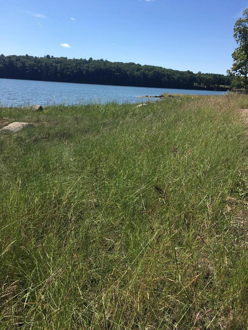 Image of blue sky and grassy shoreline along the water’s edge.