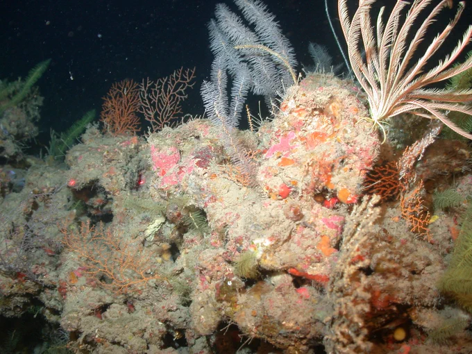 Deep reef community at Horseshoe Bank