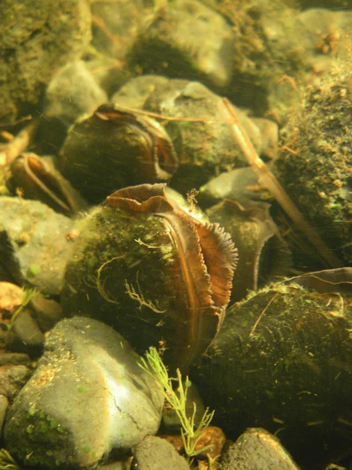 Freshwater pearl mussels filter-feeding in a Scottish river