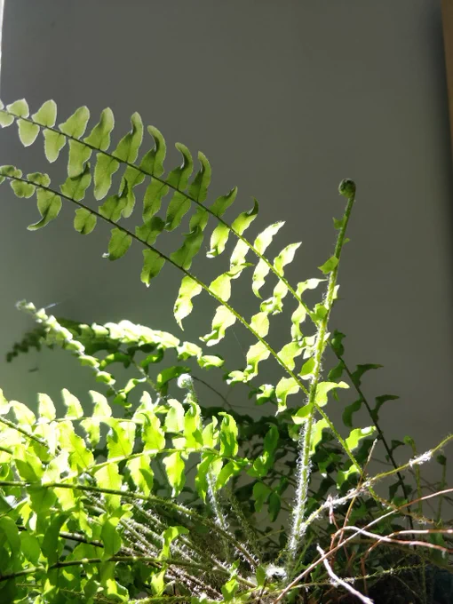 A fern, cast in light. With a new fiddlehead and some existing unfurled leaves.