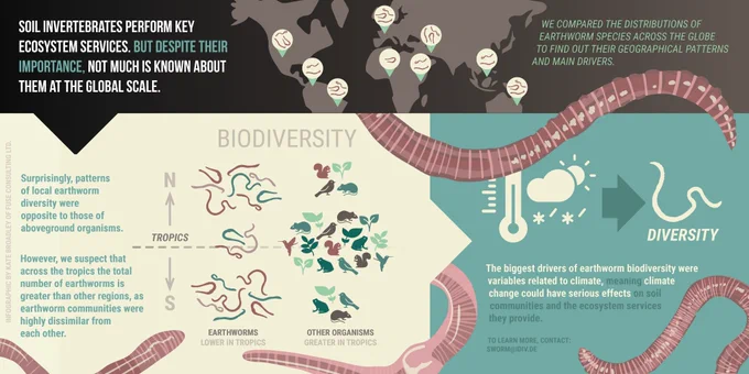 Infographic about new study on earthworms. Earthworm communities were found to be more diverse and abundant in mid latitudes, differing from above ground organisms (which tend to be most diverse in the tropics). Climate variables were a strong driver of earthworm patterns of diversity and abundance.