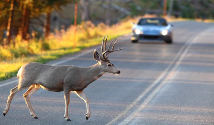 Deer crossing road at dusk