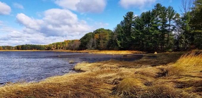 Image of water, trees, blue sky and marsh grass.