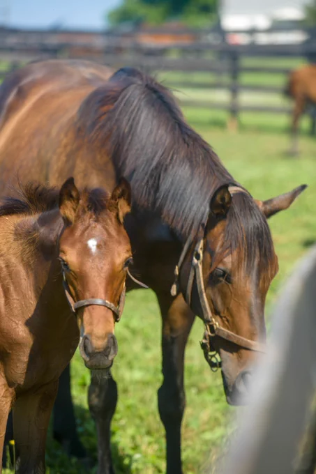 2 horses in grassy field looking at camera