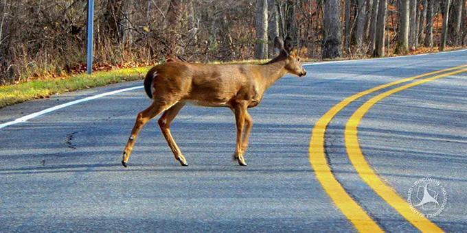 Deer crossing the road