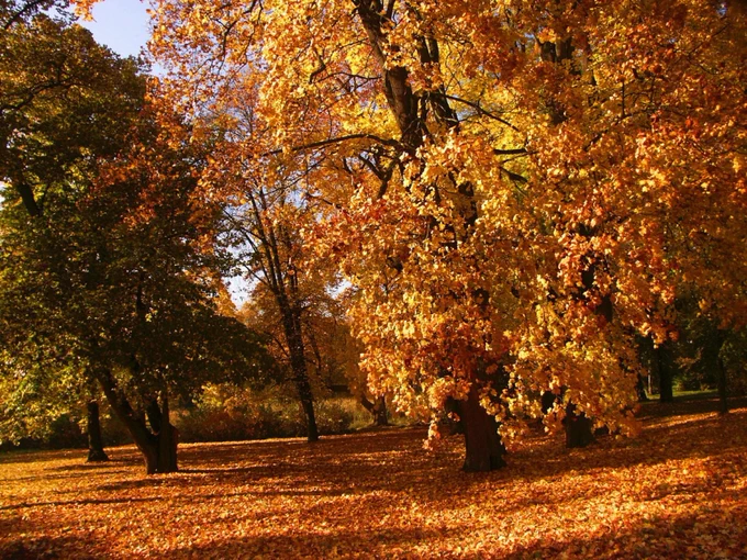 Photo of Autumn trees