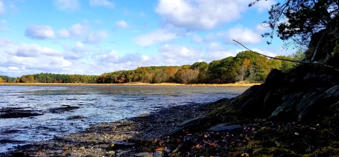 Image of a tree-lined bay at low tide.