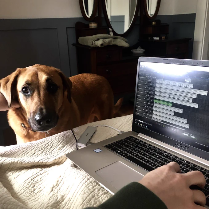 Eezo our dog checking in on our work.
