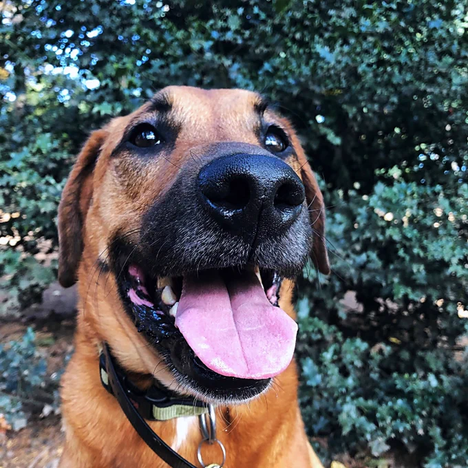Eezo, a large brown dog, happily looks at the camera and smiles.